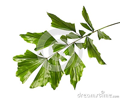 Caryota obtusa leaves Giant fishtail palm, Beautiful palm leaf, Tropical foliage isolated on white background Stock Photo