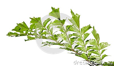 Caryota obtusa leaves Giant fishtail palm, Beautiful palm leaf, Tropical foliage isolated on white background Stock Photo