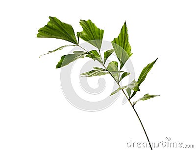 Caryota obtusa leaves Giant fishtail palm, Beautiful palm leaf, Tropical foliage isolated on white background with clipping path Stock Photo