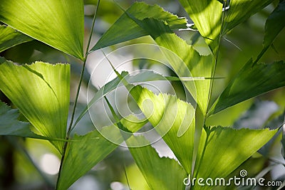 Caryota ochlandra, adobe rgb Stock Photo