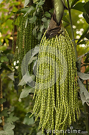 Caryota ochlandra Hance Stock Photo