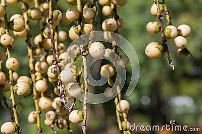 Caryota urens Stock Photo