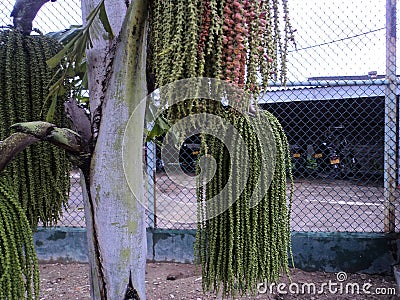 Caryota urens Stock Photo