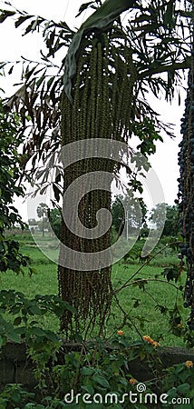 Caryota urens Garden plant and green grass Stock Photo