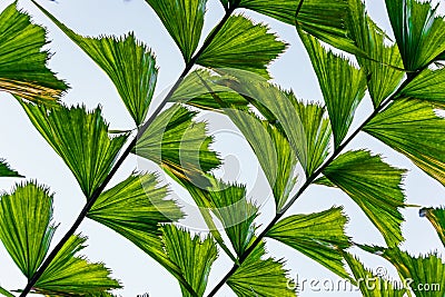 Caryota urens giant fishtail palm pattern. Stock Photo