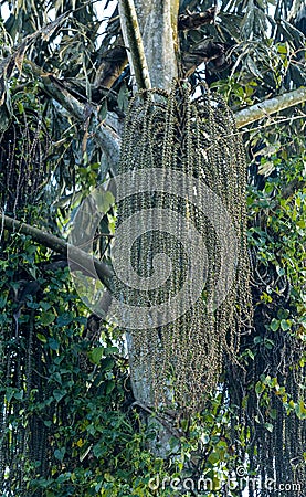 Caryota urens, Jaggery palm flower ready to get the starch and a juice Stock Photo