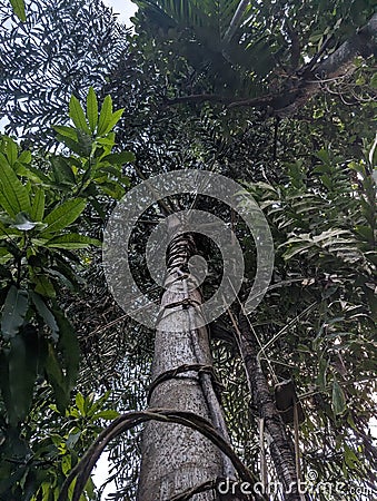 Caryota urens - Kithul Tree Stock Photo