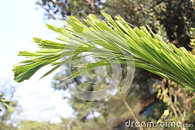 Caryota urens leaves with a blurred natural Stock Photo