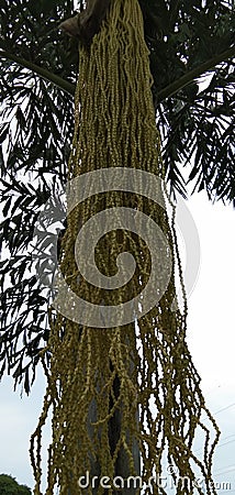 Caryota urens Long hung green color. Stock Photo