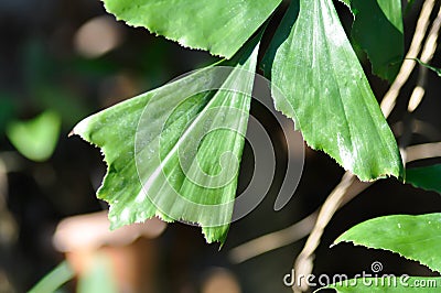 Caryota urens, Palmae or ARECACEAE or Caryota mitis Lour or Fishtail Palm or Wart Fishtail Palm Stock Photo