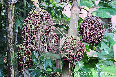 Caryota urens plant. Stock Photo