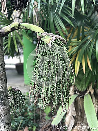 Caryota urens or Solitary fishtail palm. Stock Photo