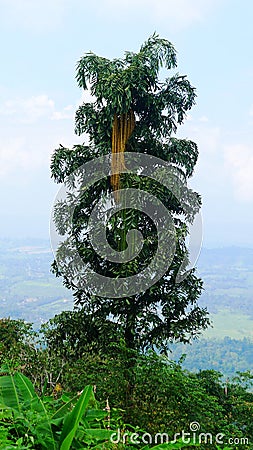 Caryota urens Stock Photo