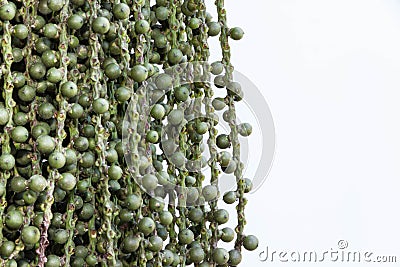 Caryota urens Stock Photo