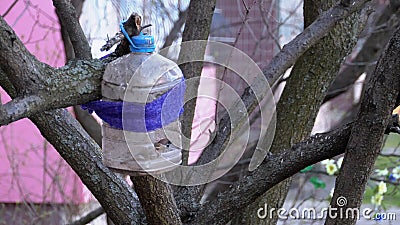 Casa De Pájaros Casera De Una Botella De Plástico Con Un Gorrión Dentro De  Un árbol En Primavera Metrajes - Vídeo de arte, hoja: 176200630