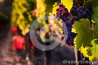 Casale Marittimo, Tuscany, Italy, view from the vineyard on sept Stock Photo