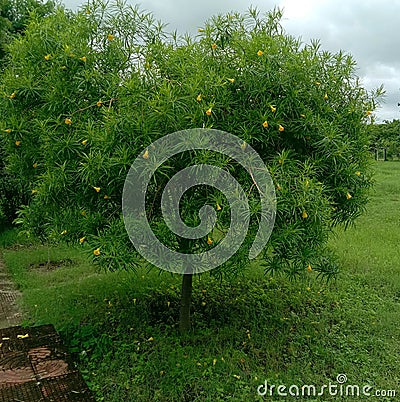 Cascabela thevetia or yellow kaner tree in the park Stock Photo