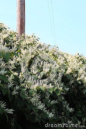 Cascading overgrowth of invasive Japanese knotweed in autumn bloom Stock Photo