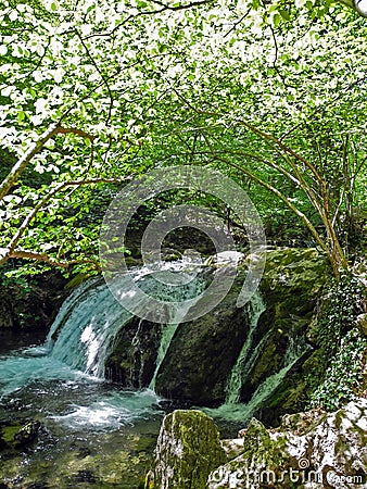 Cascading river with beautiful river threshold in the green spring forest. Arch of green tree branches above the river. Crimean Stock Photo