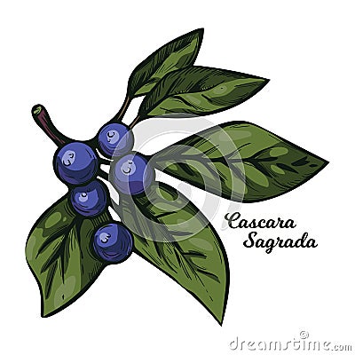 Cascara Sagrada bearberry plant with green leaves isolated vector illustration. Rhamnus purshiana, cascara buckthorn sagrada and Vector Illustration