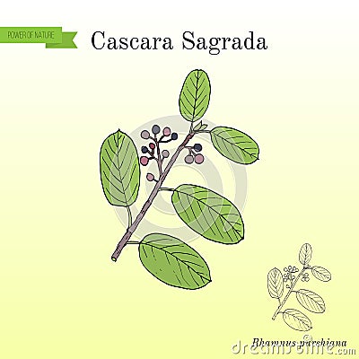 Cascara sagrada Rhamnus purshiana , or persian bark, medicinal plant Vector Illustration