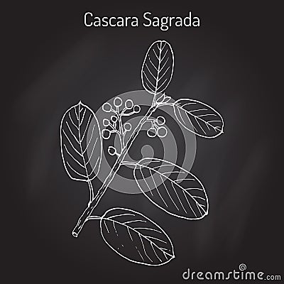 Cascara sagrada Rhamnus purshiana , or persian bark, medicinal plant Vector Illustration