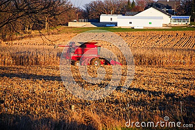 Case International Combine in a Corn Field Editorial Stock Photo