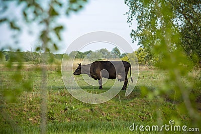 The cash cow hid in the shade of a tree from the hot midday sun Stock Photo