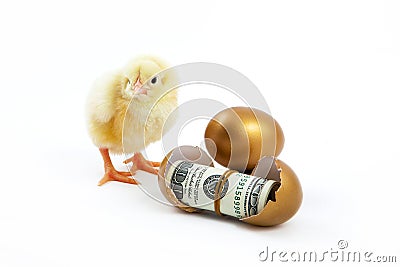 Cash hatched from eggs and chicken is golden Stock Photo