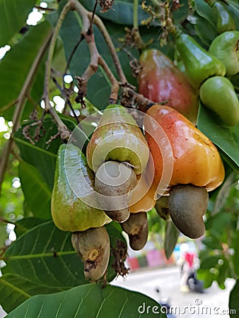 Cashew Fruits or Cashew Apples Stock Photo