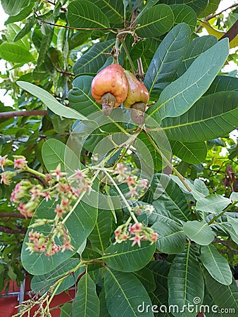 Cashew Fruits or Cashew Apples With Its Flowers Stock Photo