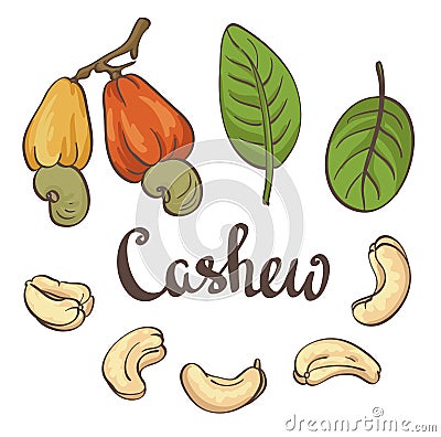 Cashew, kernels and leaves. Vector Illustration