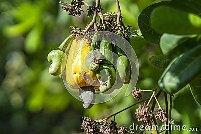 Cashew nut fruit or Anacardium occidentale on tree Stock Photo