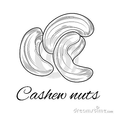Cashew nuts sketch. Coloring for children and adults Vector Illustration