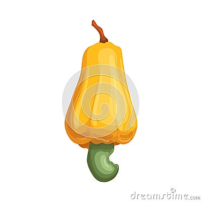 cashew plant cartoon vector illustration Vector Illustration