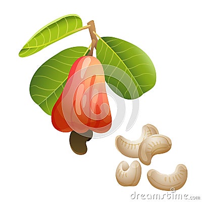 Cashew plant and peeled kernels Vector Illustration