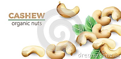 Cashew watercolor fruits with mint leaves Vector Illustration