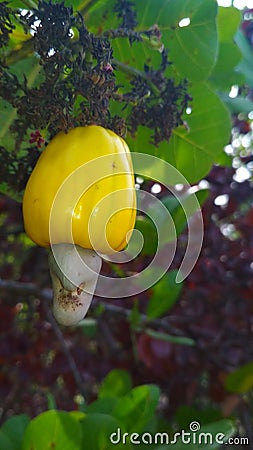 Cashews tree Stock Photo