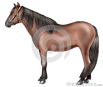 Caspian pony Stock Photo