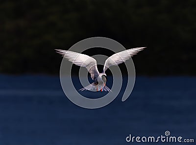 Caspian tern flying over the lake with perfect symmetry and wing position. Stock Photo