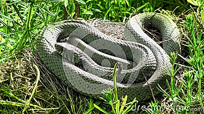 Caspian Whipsnake, Bulgaria Stock Photo