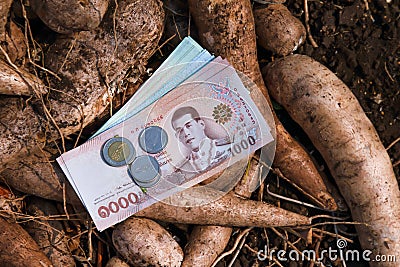 Cassava and banknote money thai baht, money in manioc planting, money in cassava agricultural land, tapioca trading or selling Stock Photo