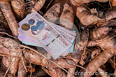 Cassava and banknote money thai baht, money in manioc planting, money in cassava agricultural land, tapioca trading or selling Stock Photo