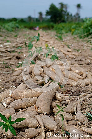 Cassava bulb and cassava tree on ground Stock Photo