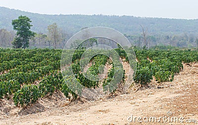 Cassava detail landscape nature Stock Photo