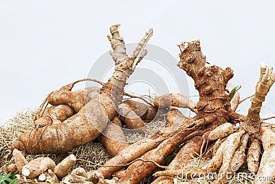 Cassava on the floor Stock Photo