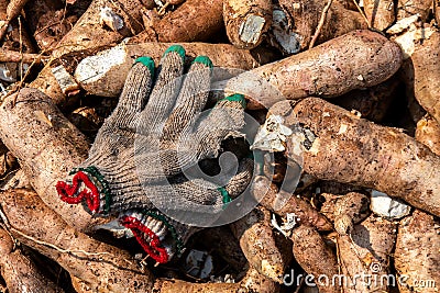 Cassava and glove of labor, pile cassava for tapioca flour industry, raw yucca tuber, cassava in top view Stock Photo