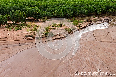 Cassava ground damage Stock Photo