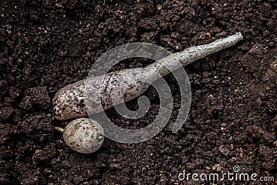 Cassava on the ground for planting, cassava tuber on soil for cultivation, cassava for tapioca flour industry Stock Photo