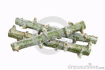 Cassava heap cut, Tapioca tree trunk piece cut, Cassava roots isolated on white background Stock Photo